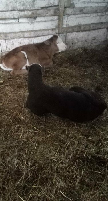 Vând 2 tăurași de o luna zumate un metis de.angus și un baltat