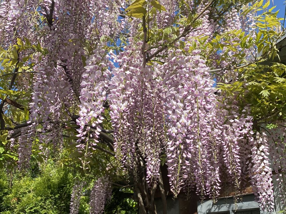 Buturugă din lemn de Fag ;Ghiveci mare Salbă argintie;;nuferi;glicină