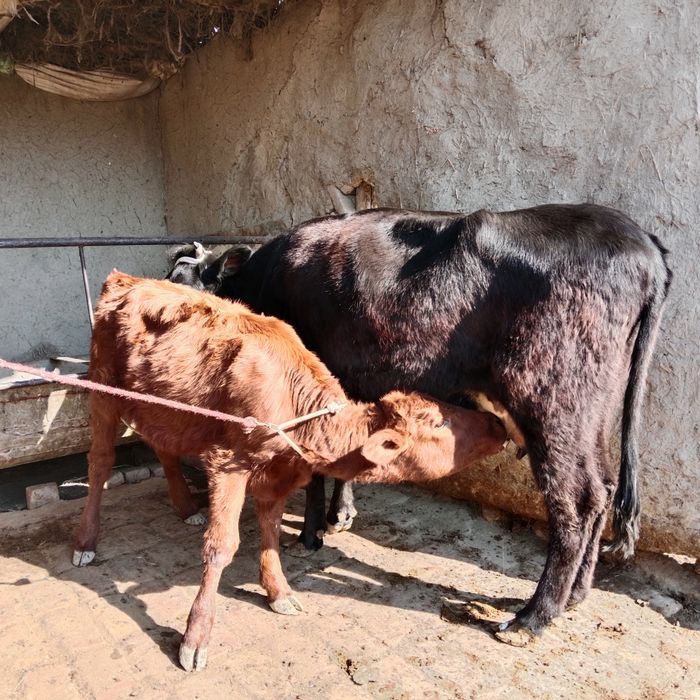 Ona bola sotiladi yeb ichishi zoʻr ichi bugʻoz 3oylik