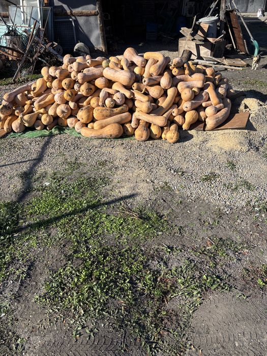 Продавам тиква цигулка