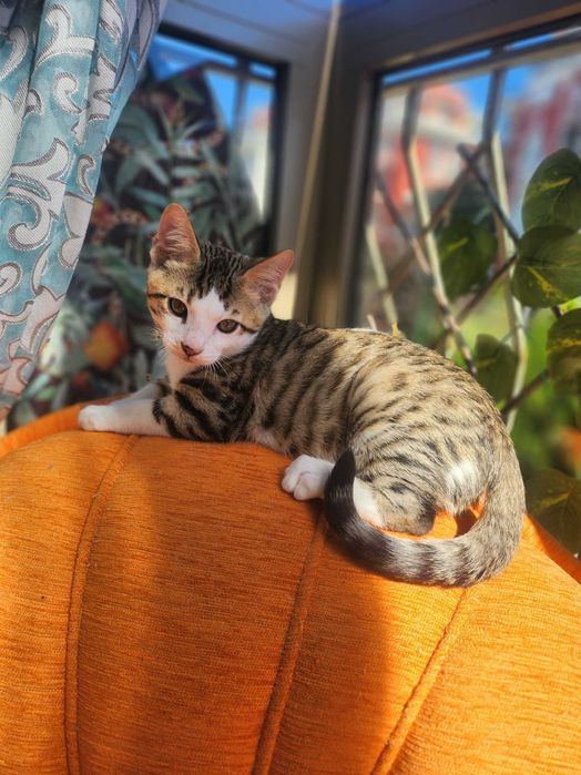 Бенгало Сфински котки