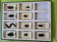 Colecție insecte