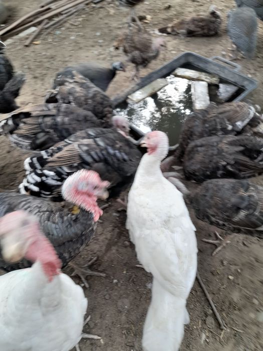 Vand curcani și curci