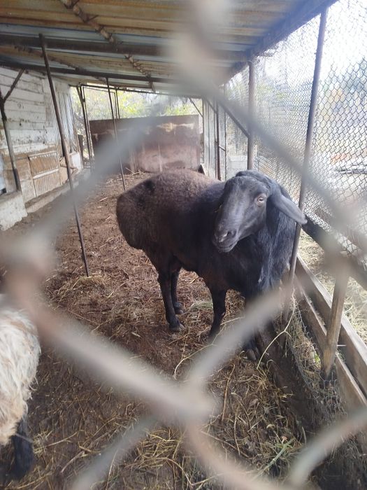 Дерзкий Қошқар Гиссар