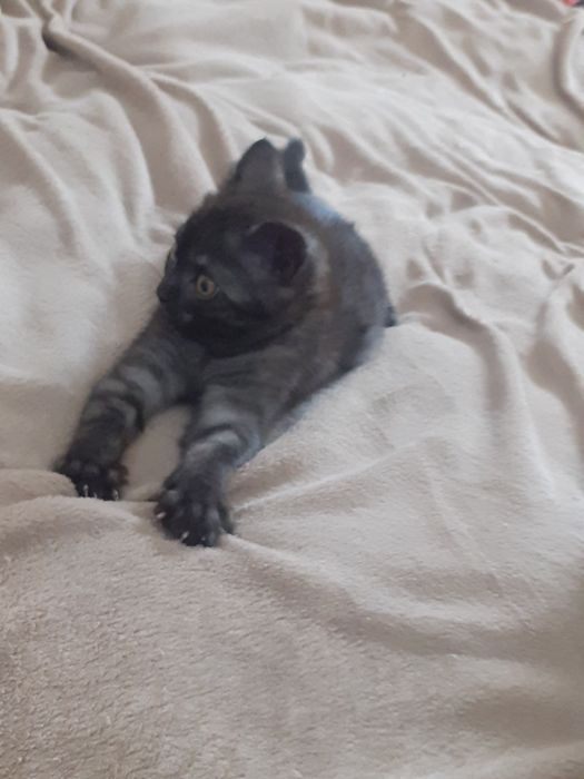 Продам Британского Котенка