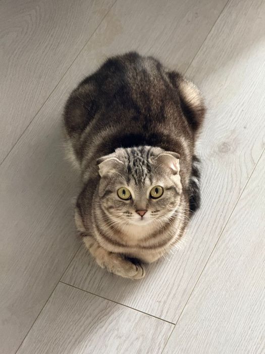 Шотландская вислоухая кошка