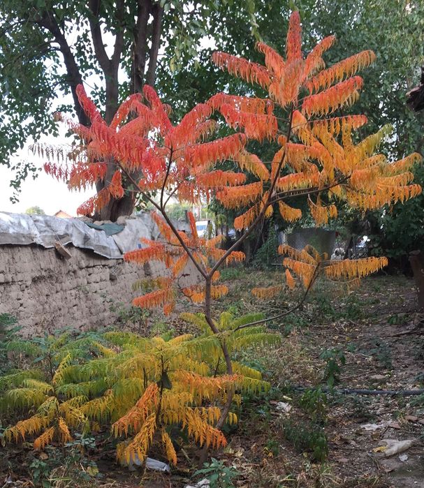 фиданки от Рустифина, декоративно дърво Rhus typhina Tiger Eyes