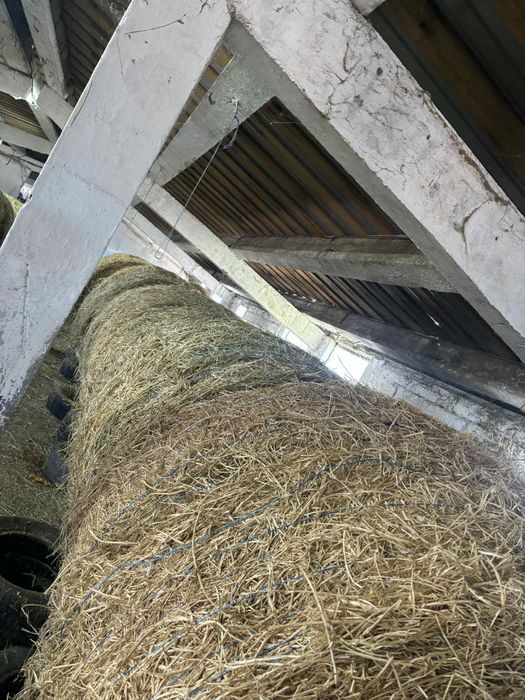 Vând Baloti de lucernă