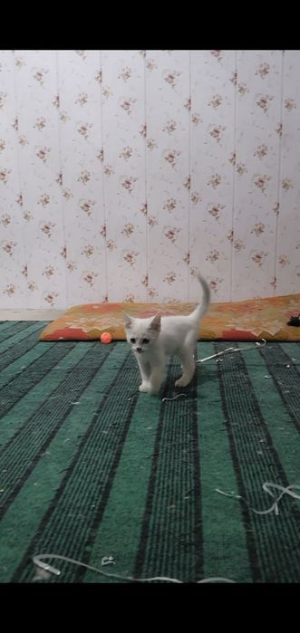 Mushuk onasi Shotlanskiy straight.  Bolasi sotiladi