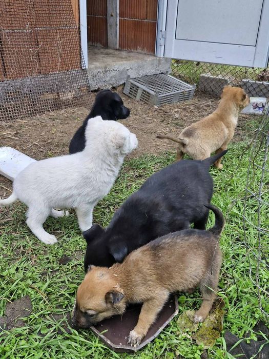 Подарявам! Малки кученца