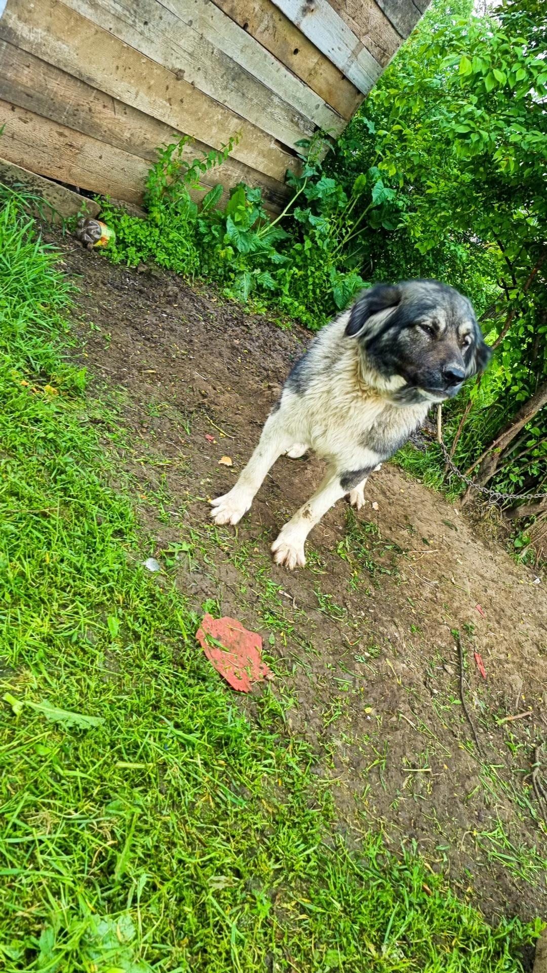 Catea ciobănesc carpatin