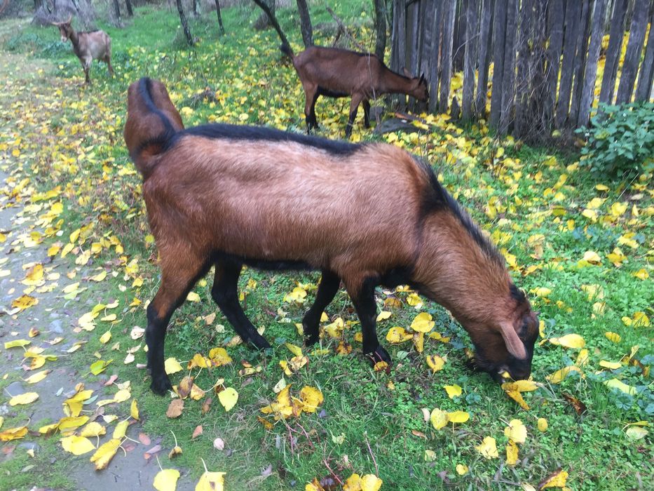 Vând țap alpin francez