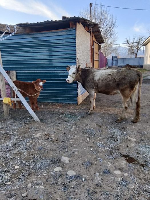 Құнажын сатылады бұзауымен бірге