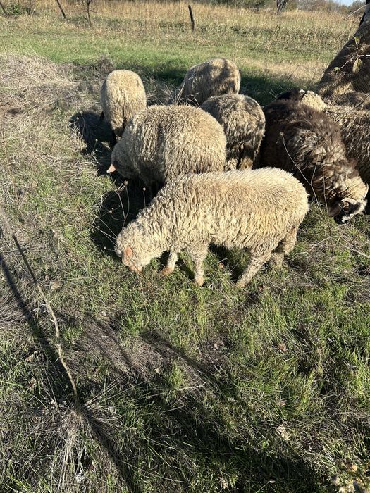 Vand mieluta si berbecuti