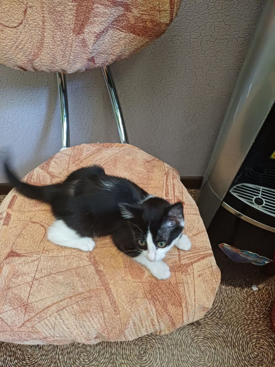 Отдам бесплатно котёнка
