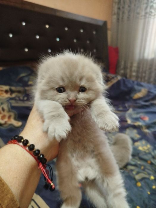 Продаются скотиш фолд