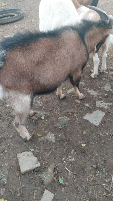 Vând țap alpin francez