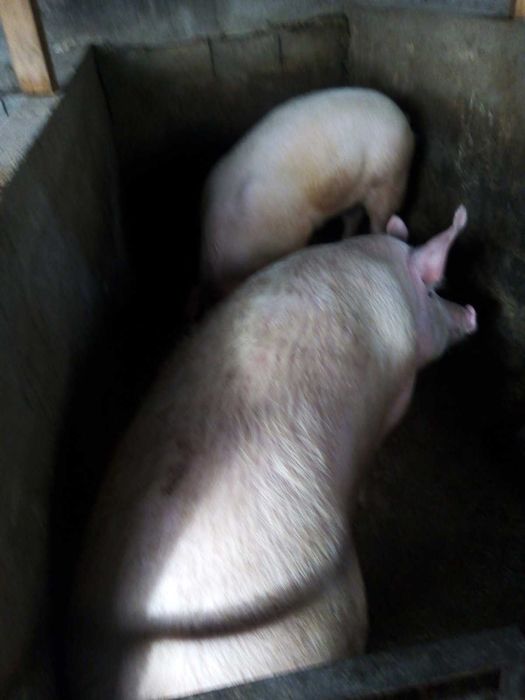 Продавам домашни прасета