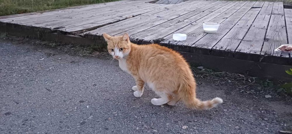 Котенок 7 - 8 мес.  Нужен дом!