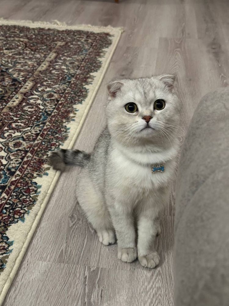 Вязка .Чистокровный кот британская шиншила