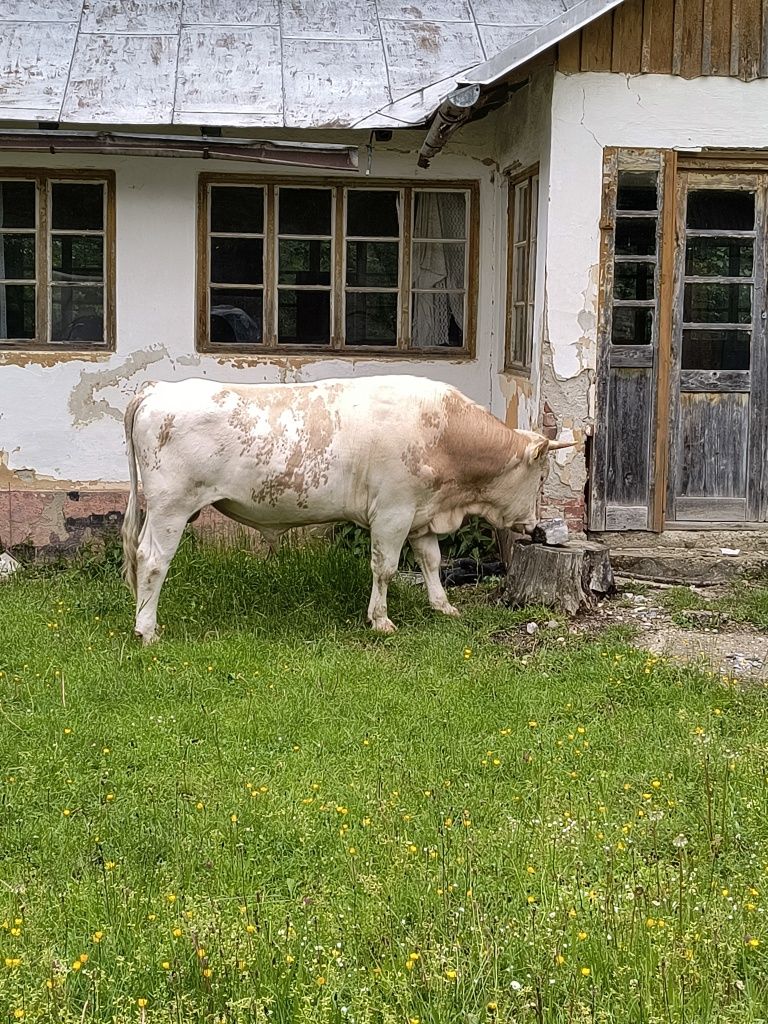 Vând taur vârstă 2 ani