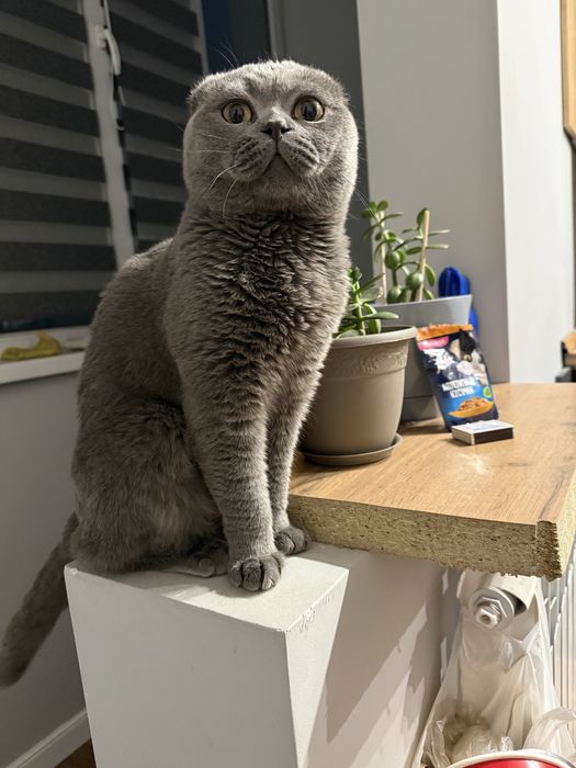 Британец ищет дом