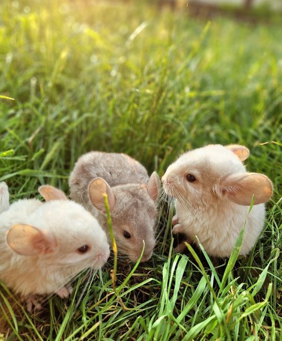 Pui de chinchiila 250lei