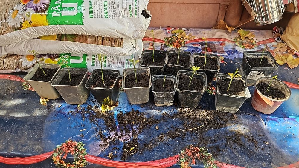 Vând lamai  rezistent la ger