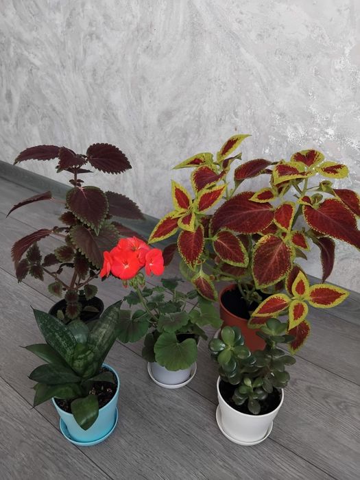 Комбо цветов разных