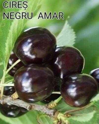 Kaki.Rodiu.Alun.Nuc Chandler Aronia.Stejar.Visin.Paulownia.>RO Tei.Soc