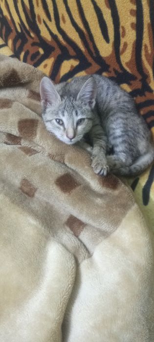 Хороший котенок,девочка !!!