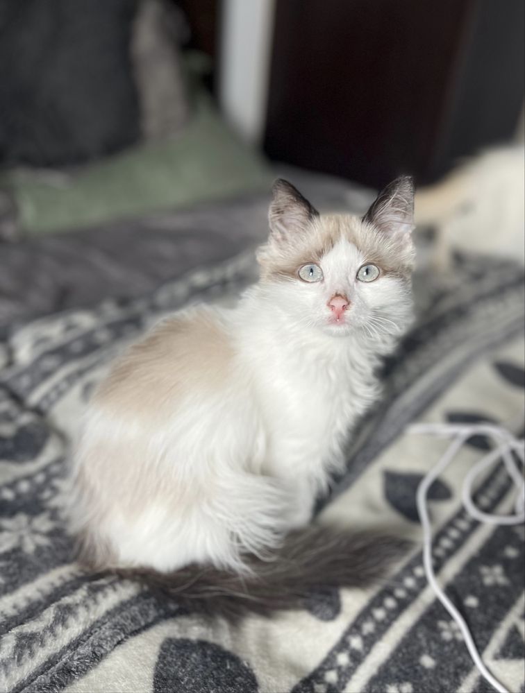 Băiețel Ragdoll Seal Bicolor