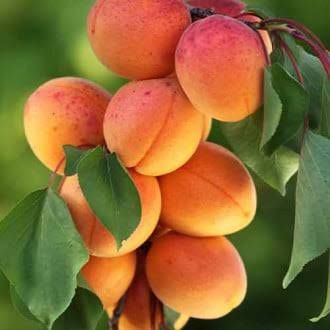 Cais columnar Asian pearl la ghiveci