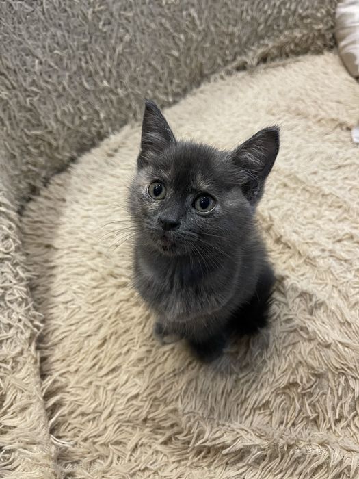 Котята (девочки).