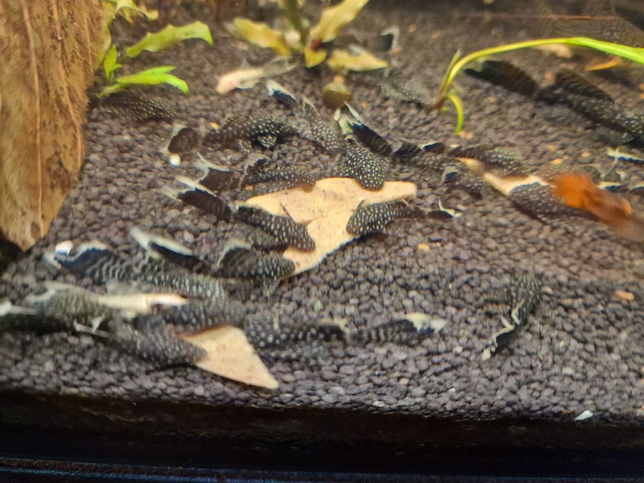 Рибки / гупи , плати , анциструси