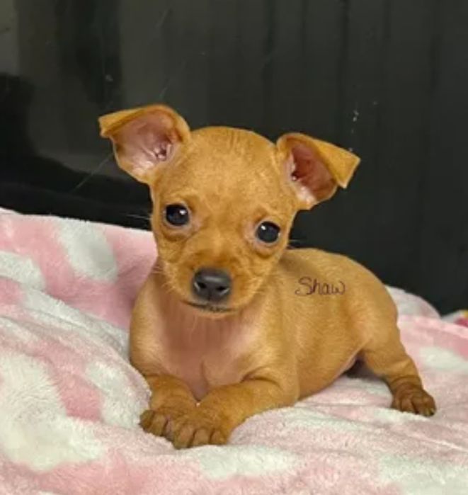 Той терьер мальчик 2 мес праглитованый