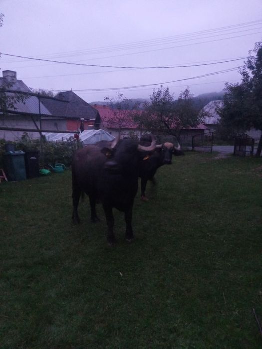 Vând o bivolita din cele 4