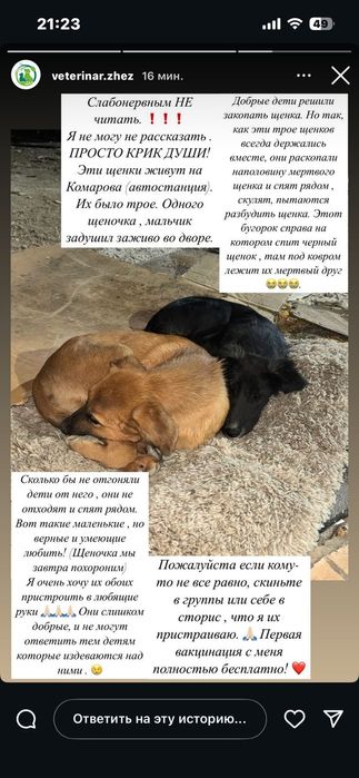 Щенки очень нуждаются в доме