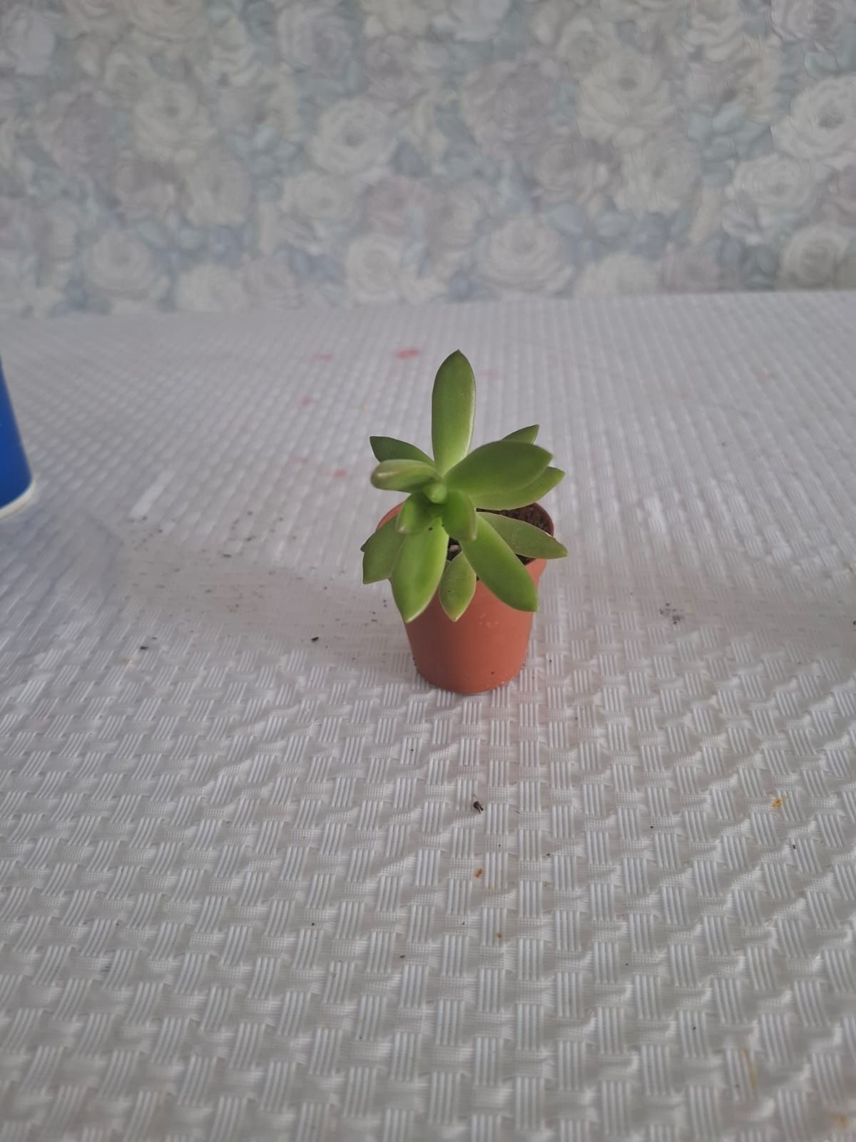 Продам суккуленты