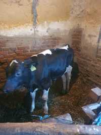 Vand vițel rasa Holstein