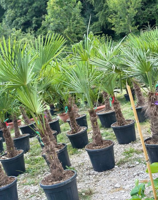 Plante decorative calitate