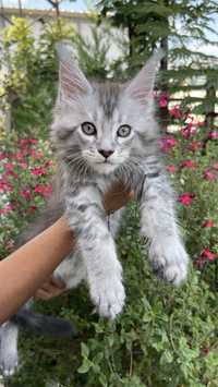 Pisic Maine Coon, rasa pura, pedigree, pasaport, microcip, pisica