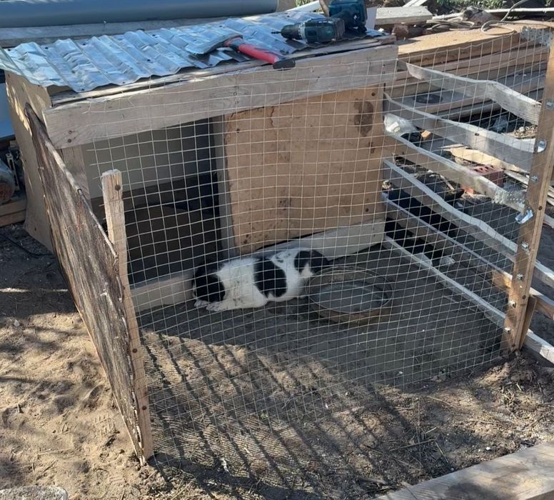 Продам Алабай 2 месяца девочка