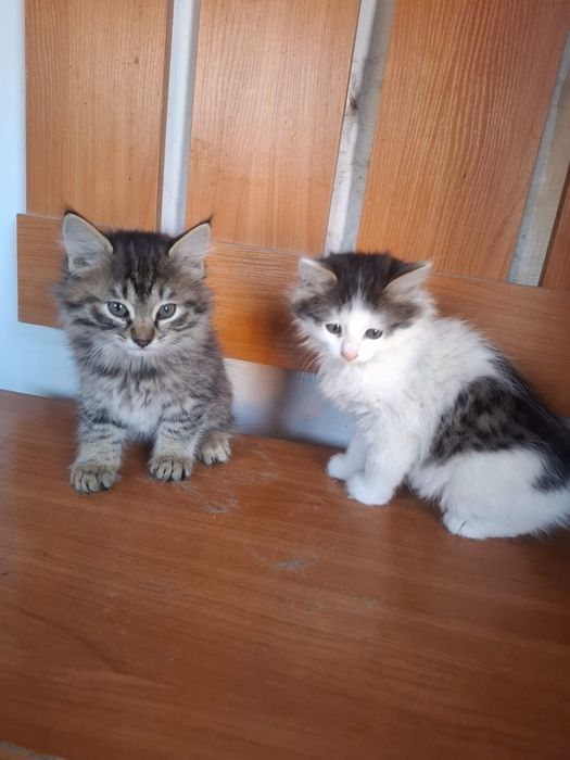 Котята бесплатно