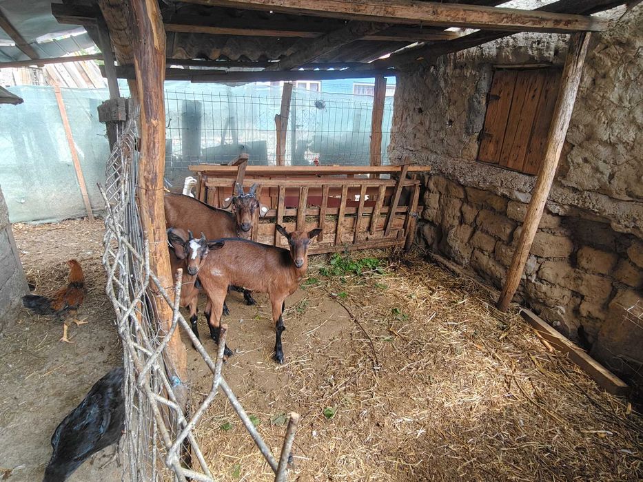 Capre rasă franceza