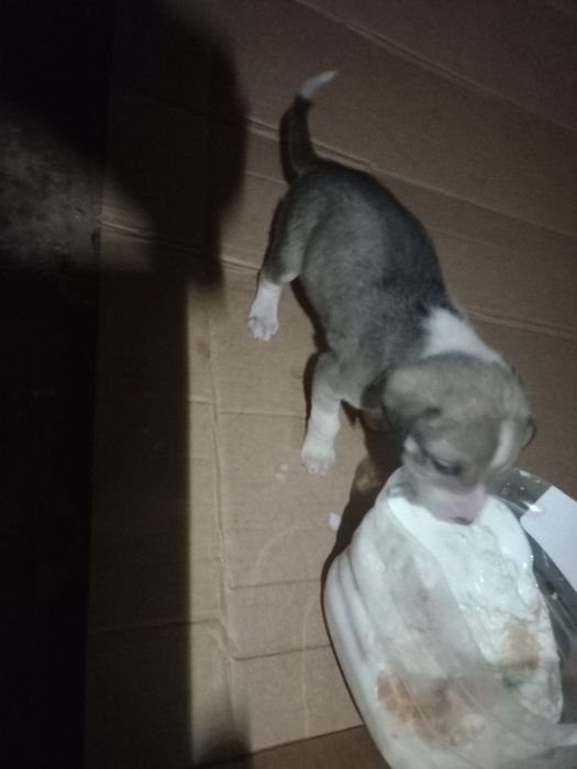 Щенки 2-4 месяца.