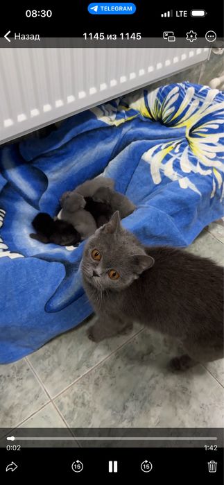 Продаётся кошка с котятами.