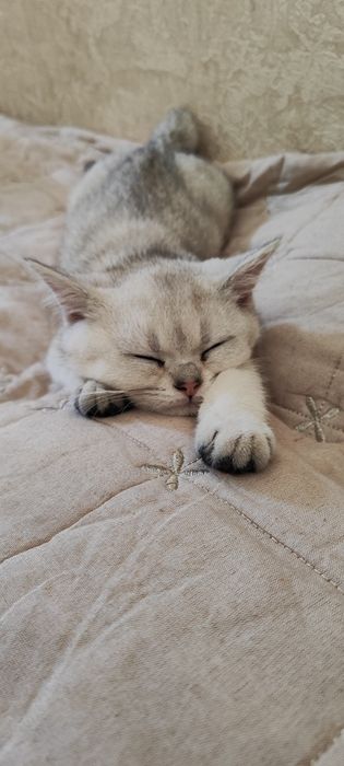 Serebristaya Shinshilla NS11