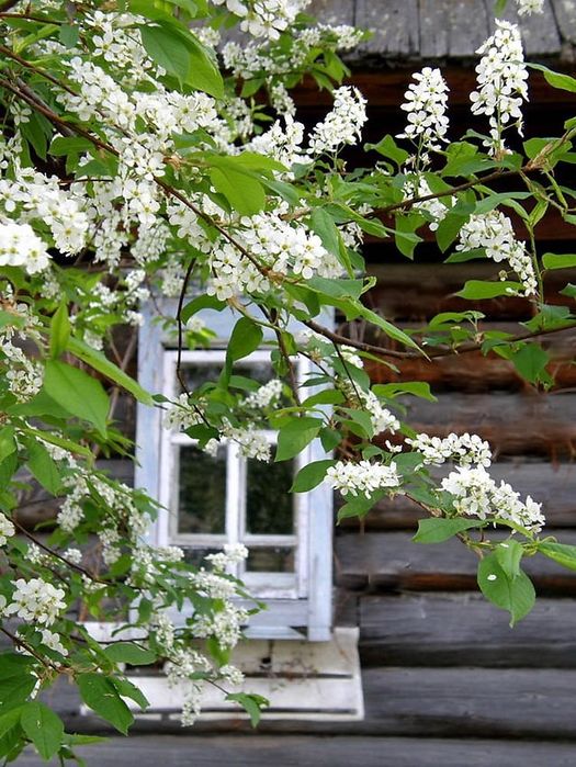 Продам саженцы крыжовника, черемухи