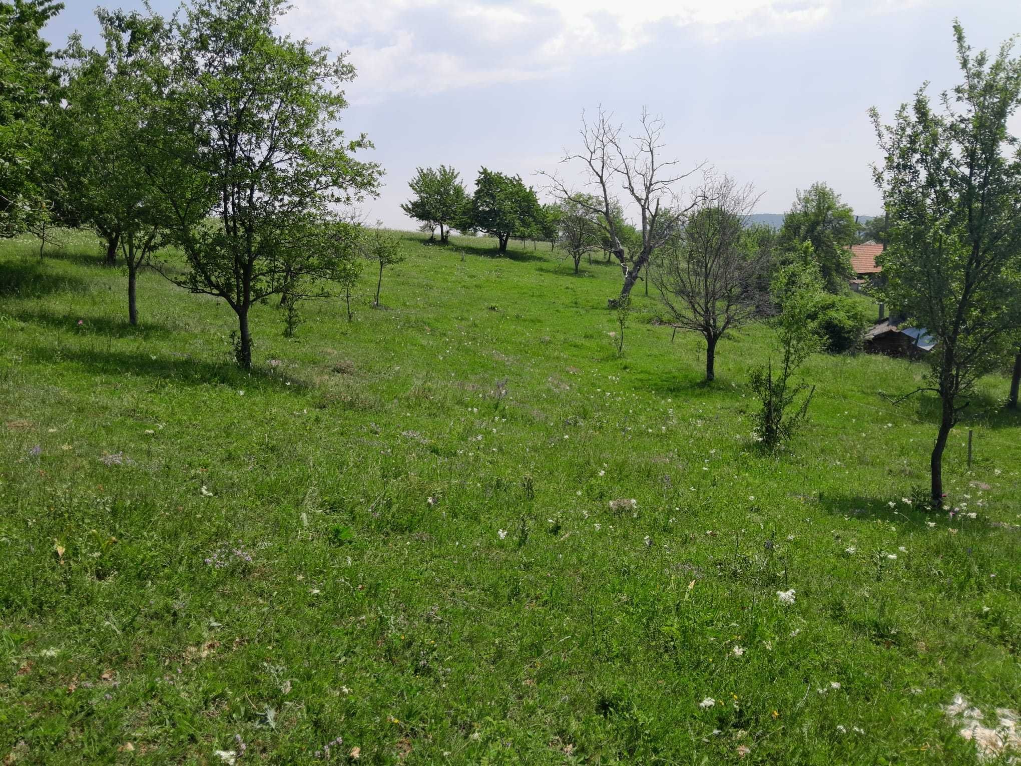 Vând casă bătrânească de piatră cu beci și teren 3.6 ha cu livadă